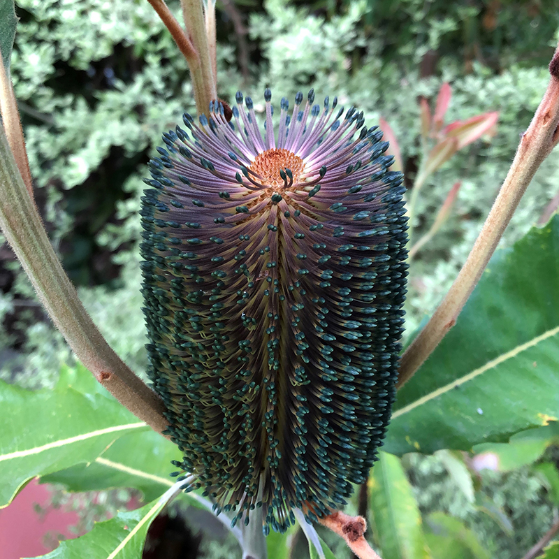 Banksia robur