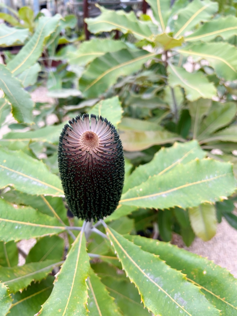 Banksia robur