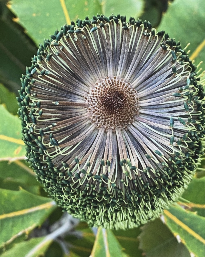 Banksia robur