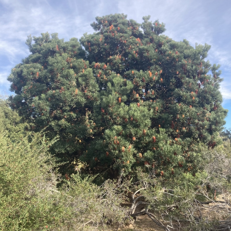 Banksia seminuda