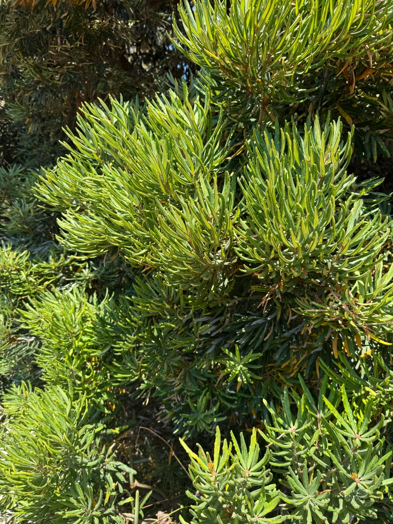 Banksia seminuda