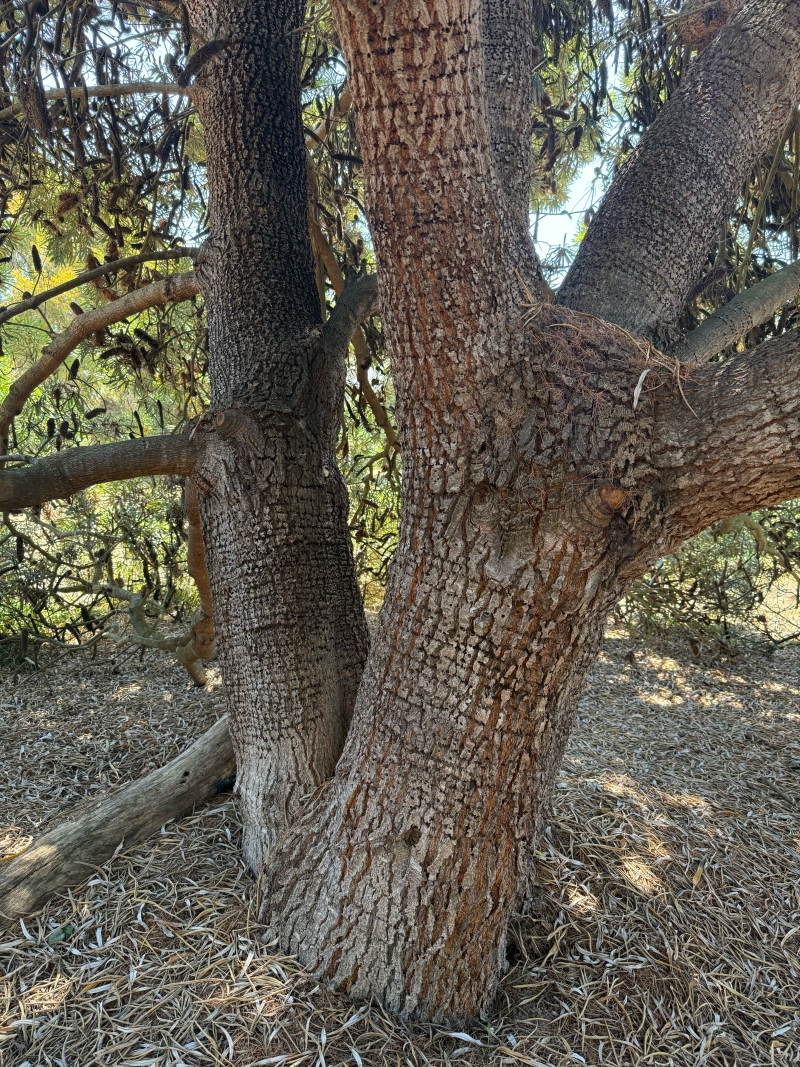 Banksia seminuda