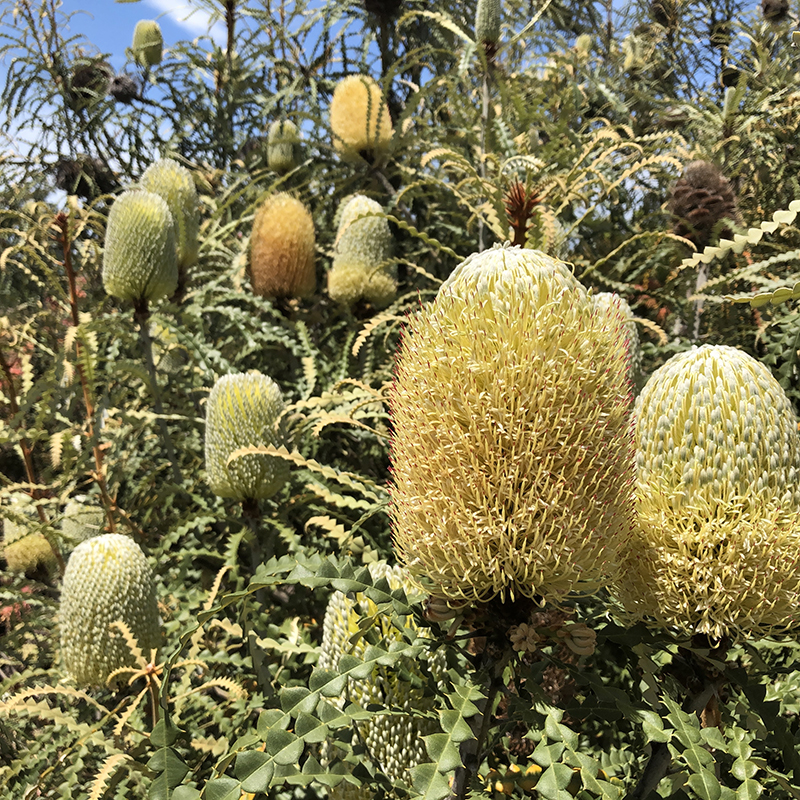 Banksia speciosa