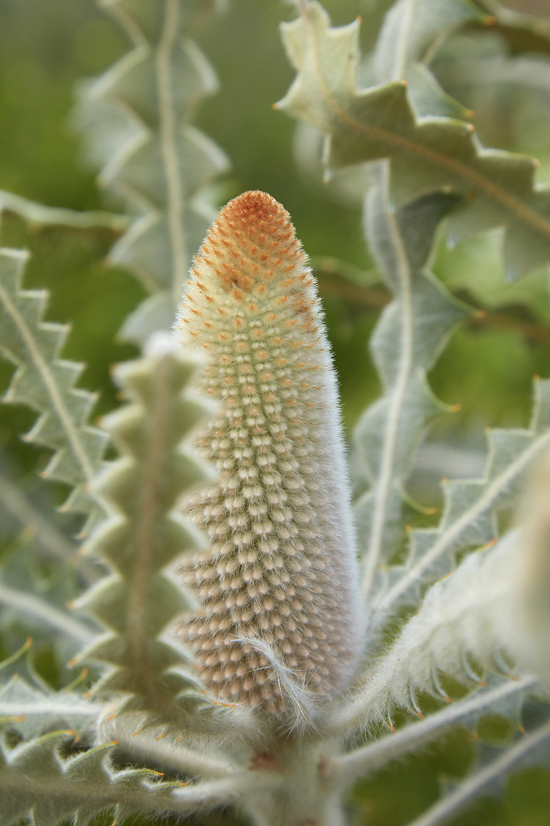 Banksia speciosa