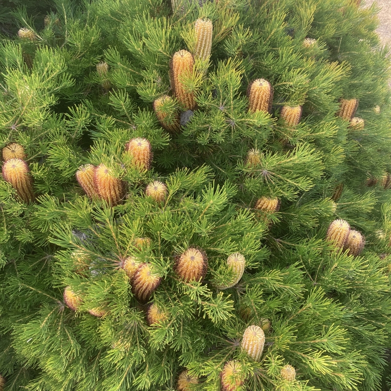 Banksia spinulosa