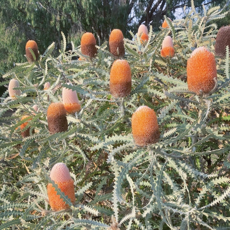 Banksia victoriae