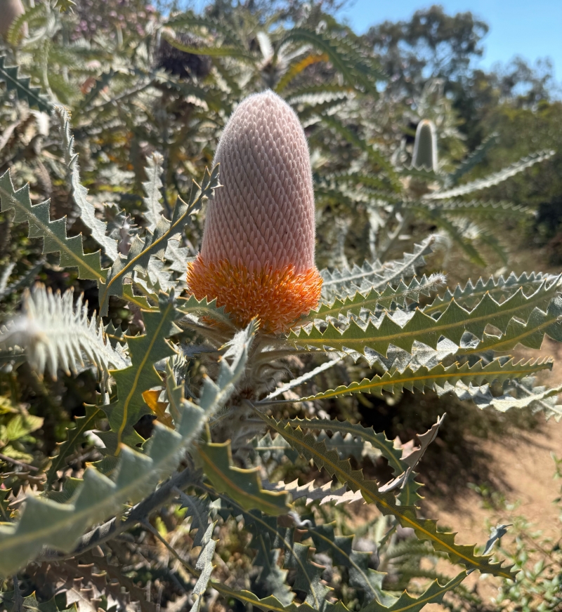 Banksia victoriae