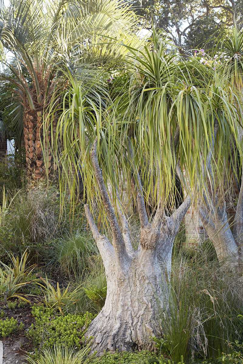 Beaucarnea recurvata