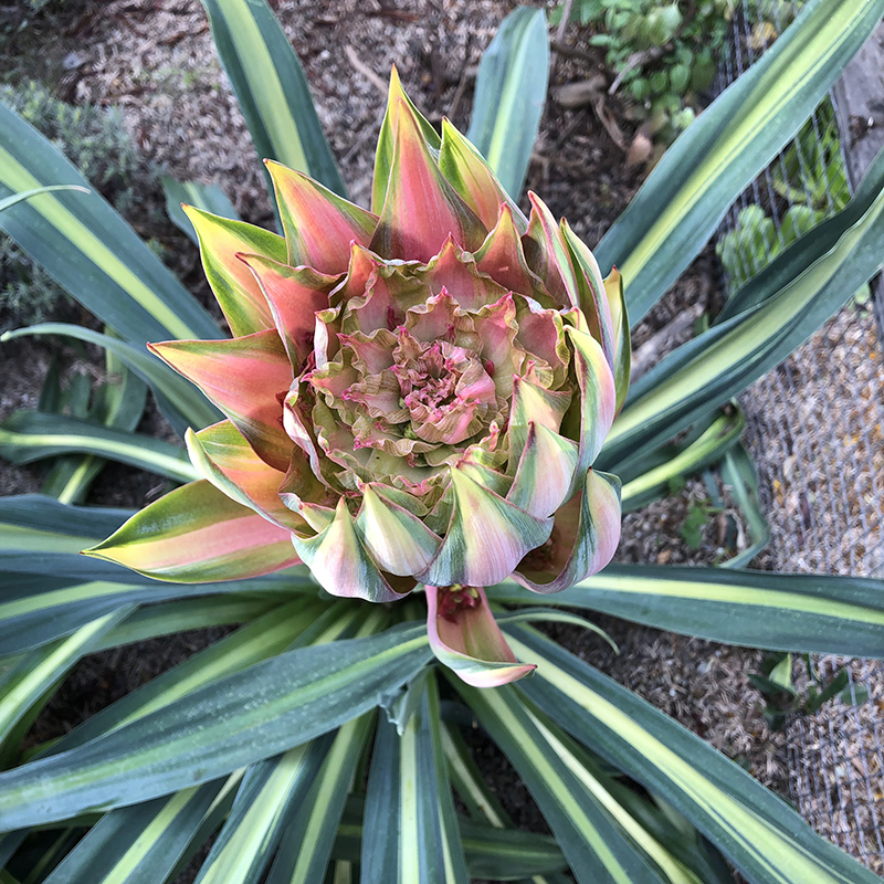 Beschorneria yuccoides 'Flamingo Glow'