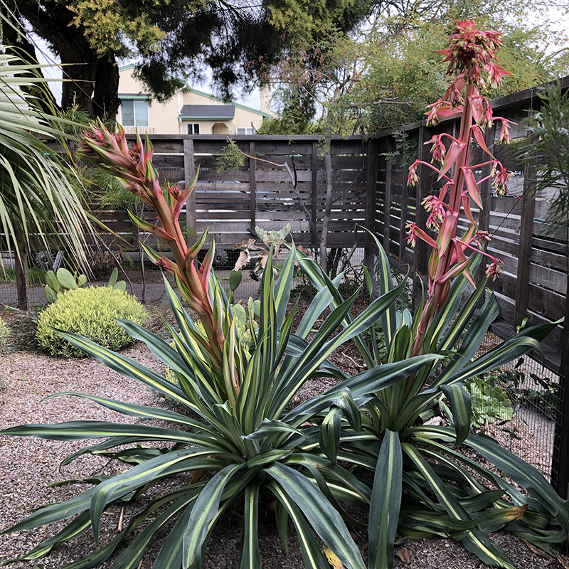 Beschorneria yuccoides 'Flamingo Glow'