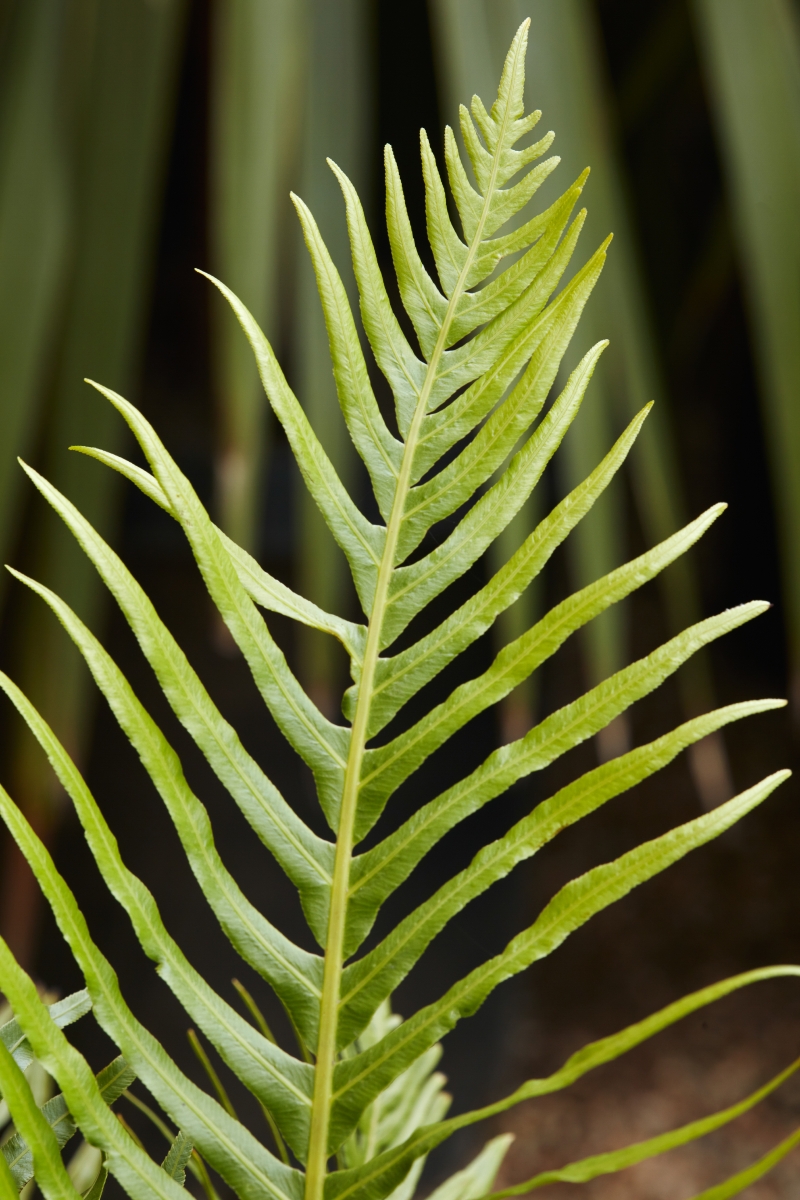 Blechnum gibbum 'Silver Lady'