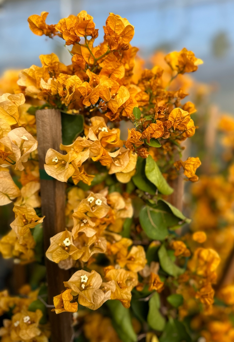 Bougainvillea 'California Gold'