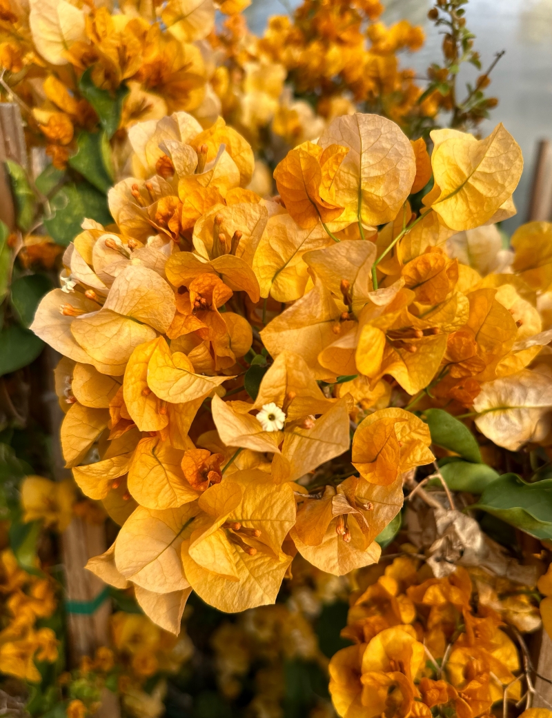 Bougainvillea 'California Gold'