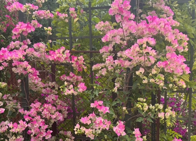 Bougainvillea 'Imperial Thai Delight'