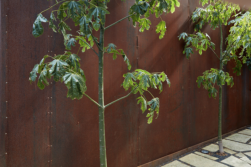 Brachychiton acerifolius