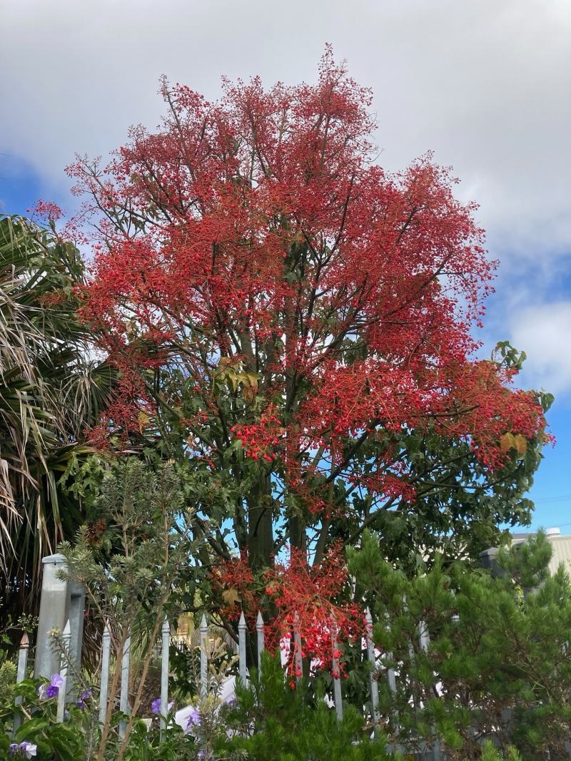 Brachychiton acerifolius