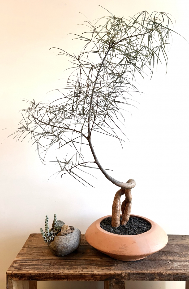 Brachychiton rupestris
