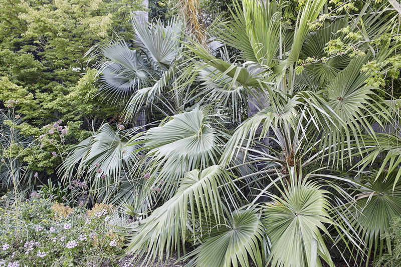 Brahea calcarea (nitida)