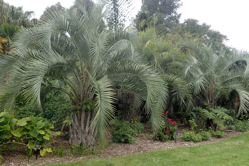 Butia eriospatha