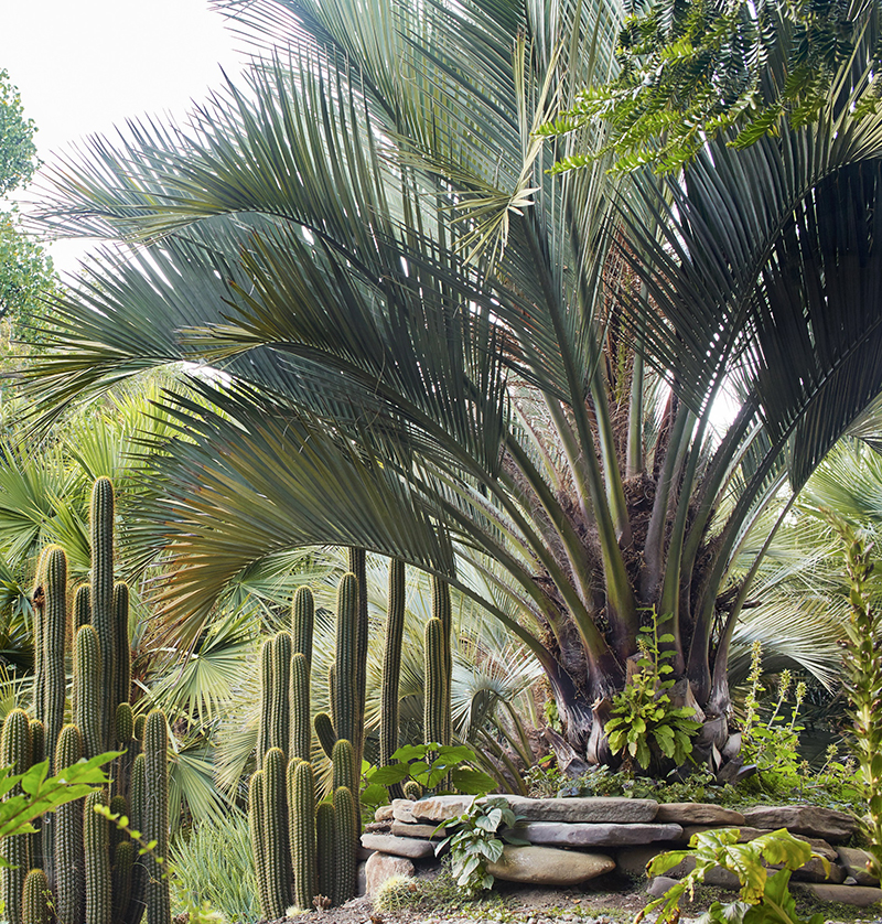 Butia odorata