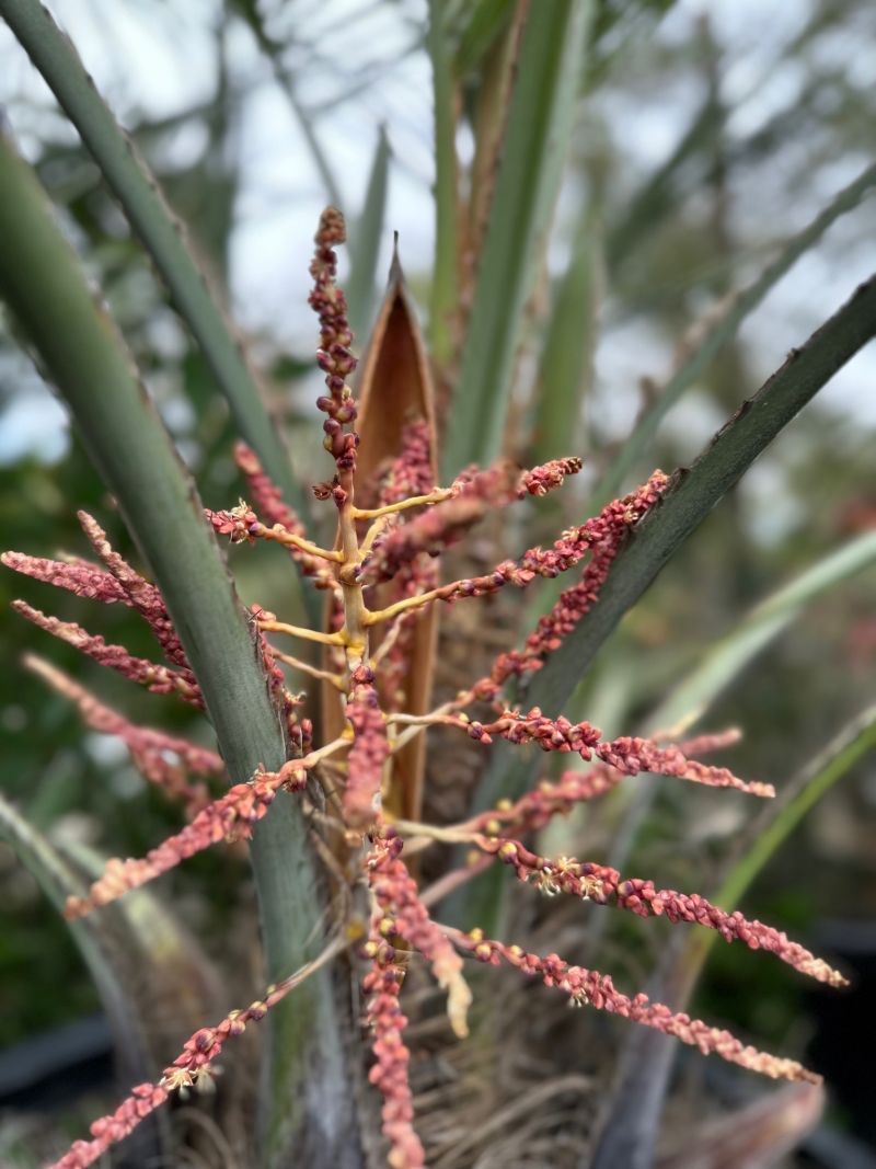 Butia odorata 'Blue'