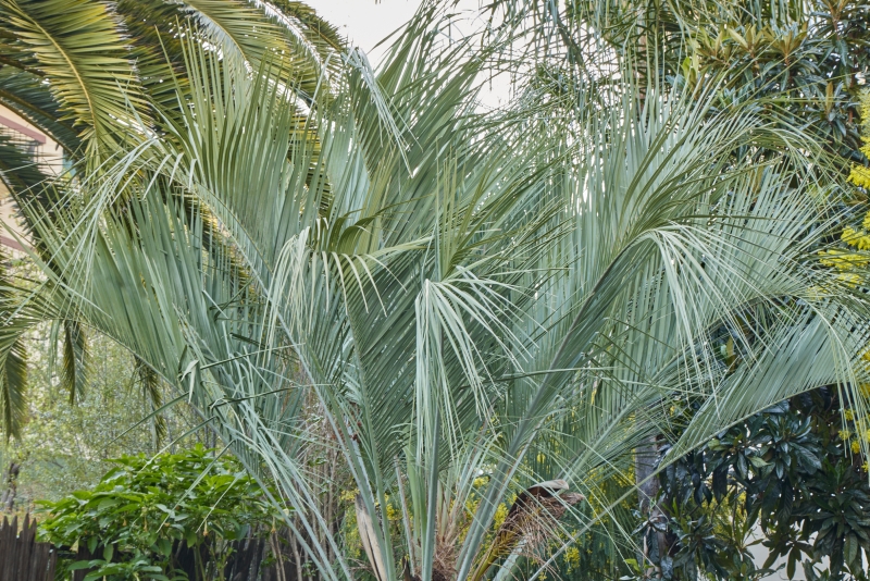 Butia odorata 'Blue'