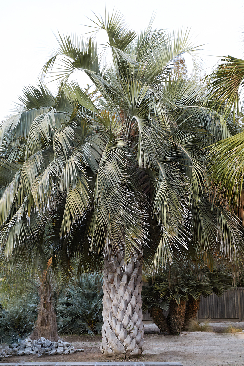 Grubb & Nadler: Butia x Jubaea