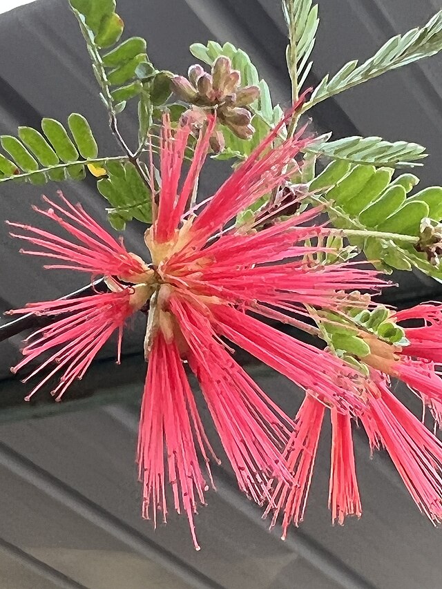 Calliandra californica