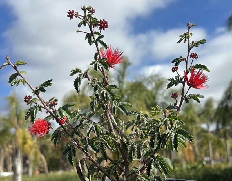 Calliandra californica