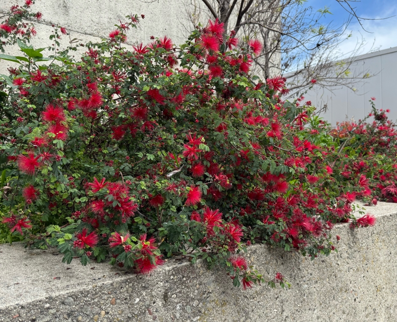 Calliandra californica