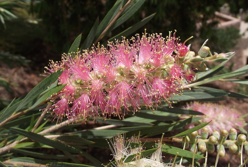 Callistemon 'Cane's Hybrid'