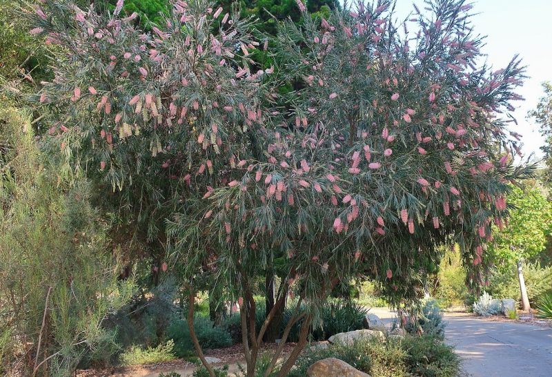 Callistemon 'Cane's Hybrid'