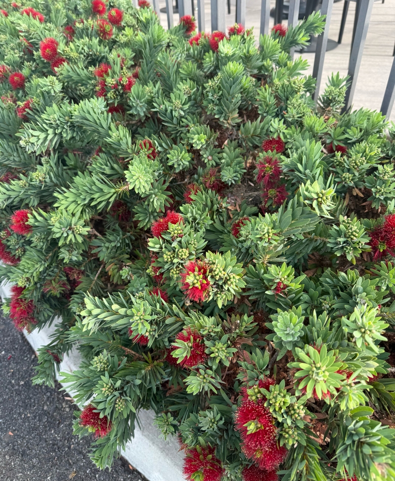 Callistemon viminalis 'Green John'