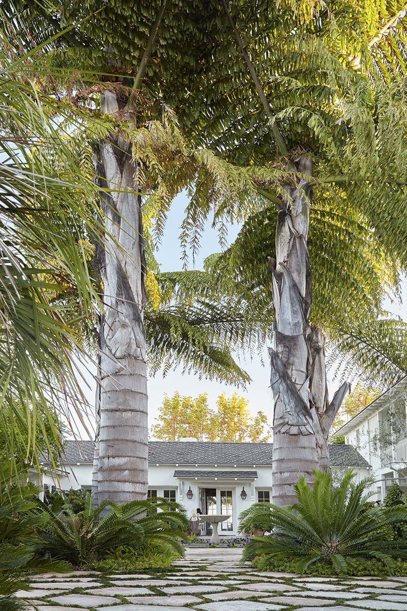 Caryota obtusa