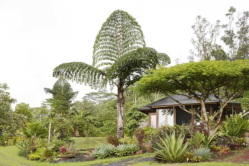 Caryota obtusa