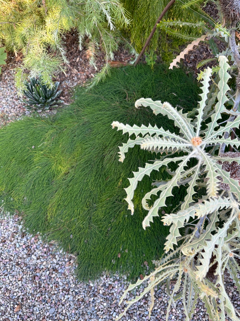 Casuarina glauca 'Cousin It'