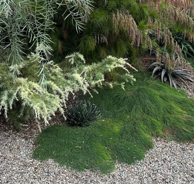 Casuarina glauca 'Cousin It'