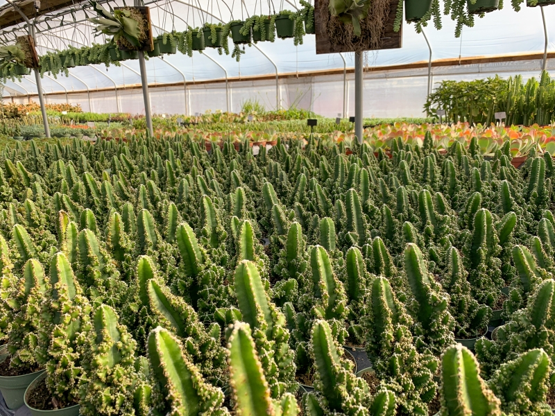 Cereus 'Paolina Euro'