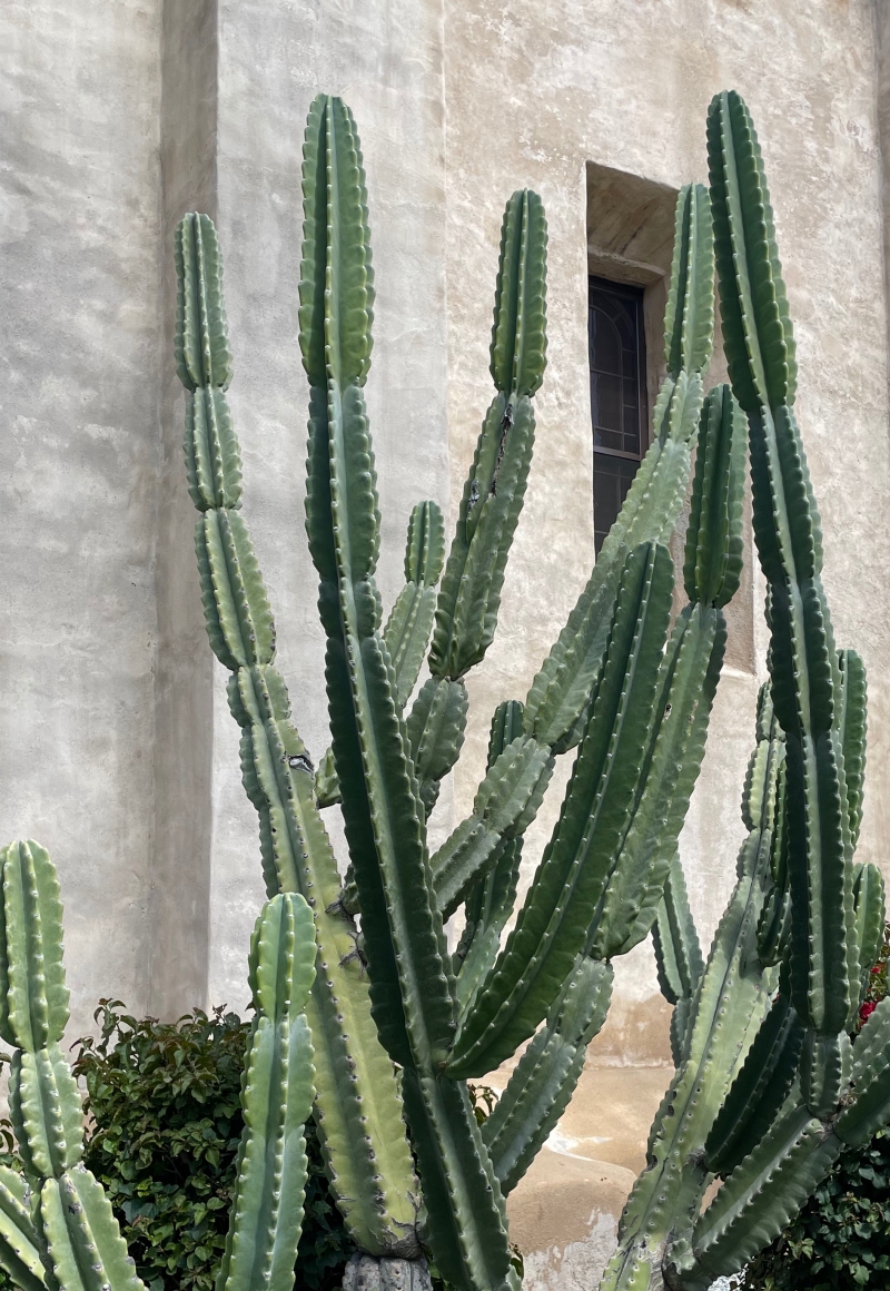 Cereus peruvianus 'Peruvian Apple'