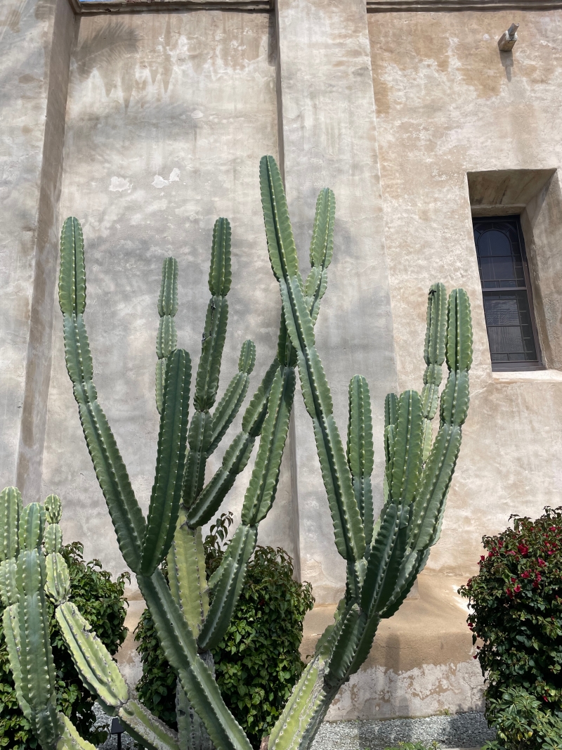 Cereus peruvianus 'Peruvian Apple'