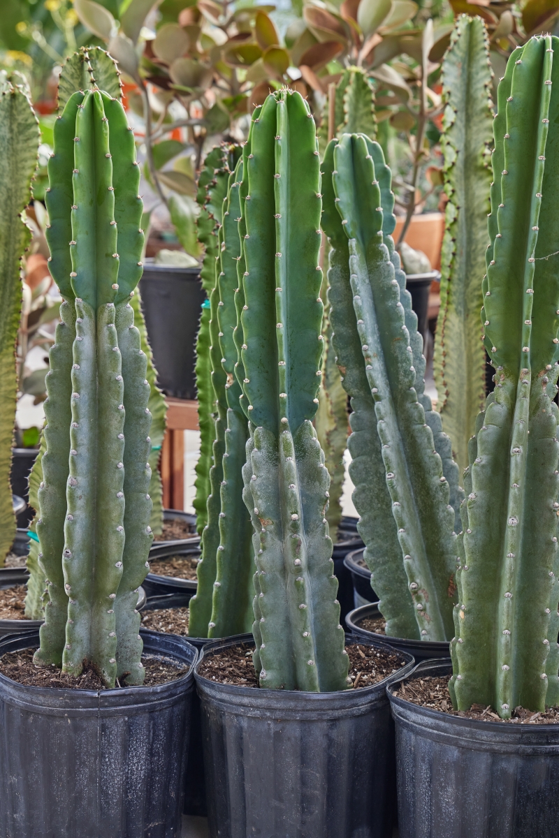 Cereus peruvianus 'Peruvian Apple'