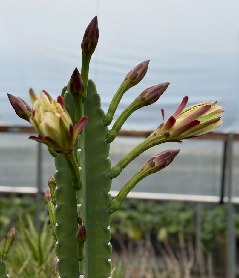 Cereus peruvianus 'Peruvian Apple'