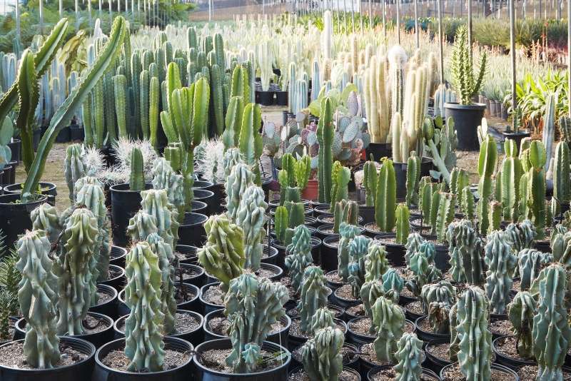 Cereus repandus 'Monstrose'