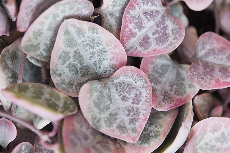 Ceropegia woodii 'Variegata'