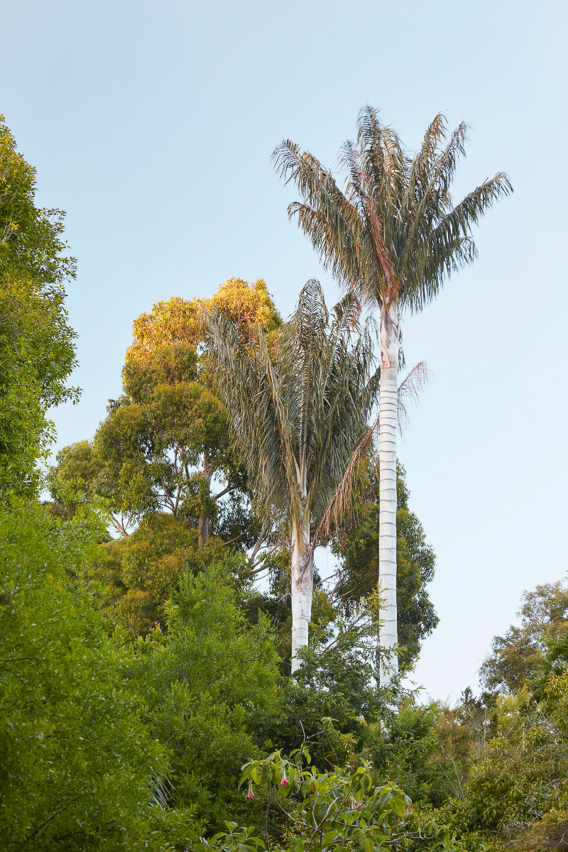 Ceroxylon quindiuense