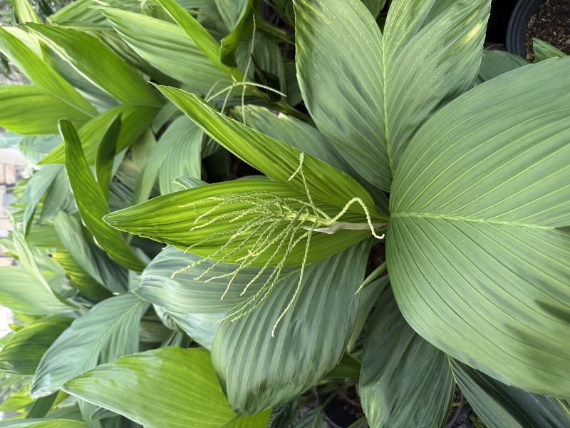 Chamaedorea ernesti-augusti