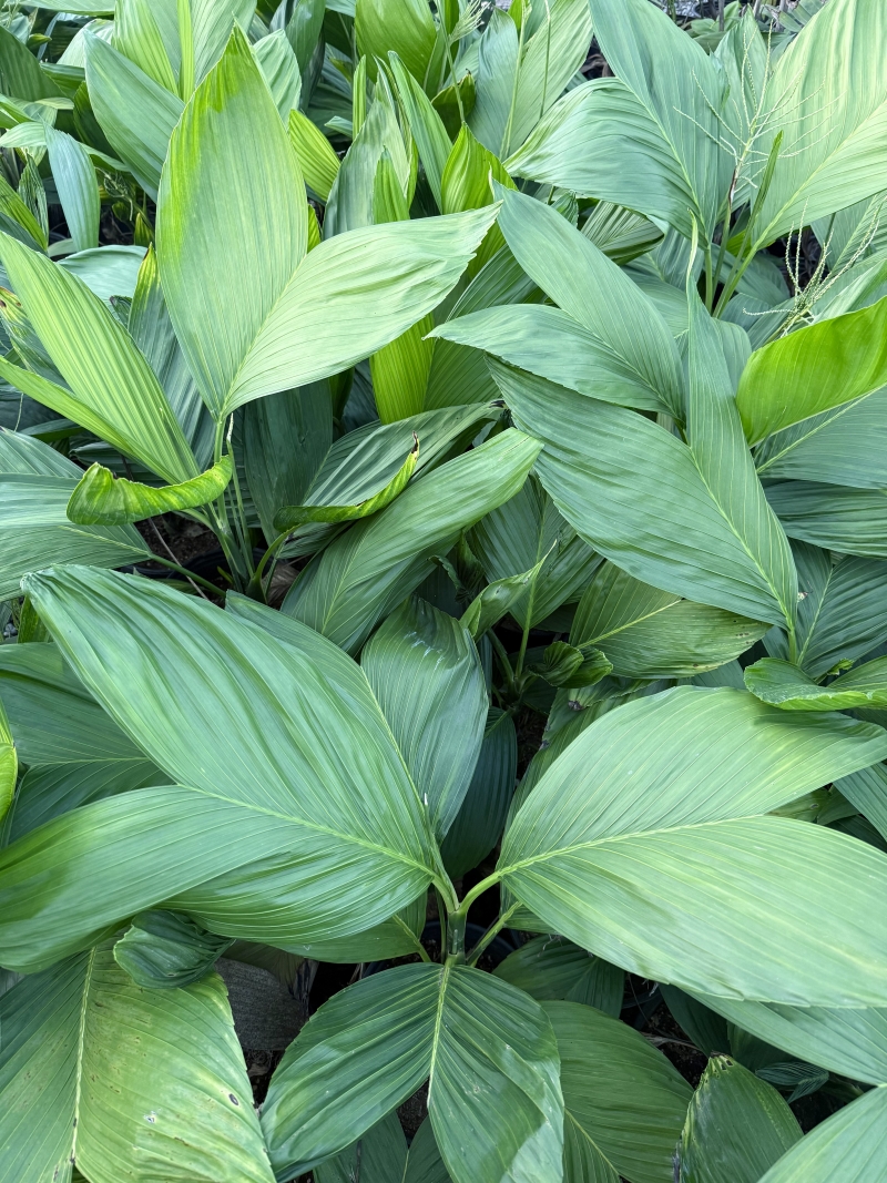 Chamaedorea ernesti-augusti