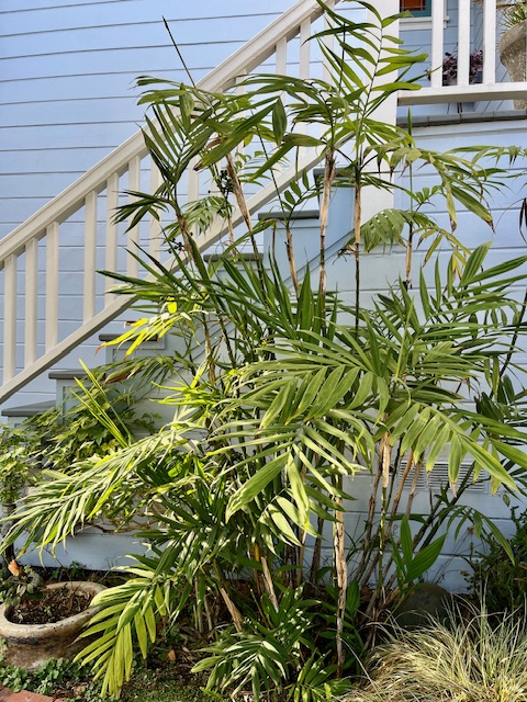 Chamaedorea microspadix