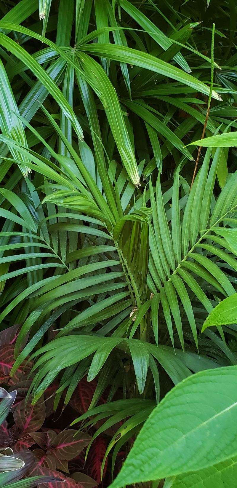 Chamaedorea oreophila