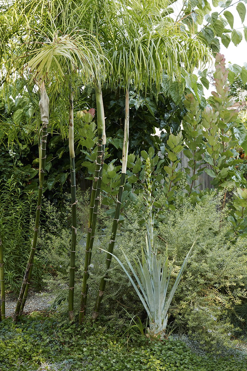 Chamaedorea plumosa